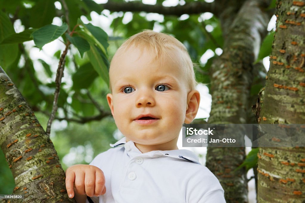 Baby in Baum - Lizenzfrei 12-23 Monate Stock-Foto
