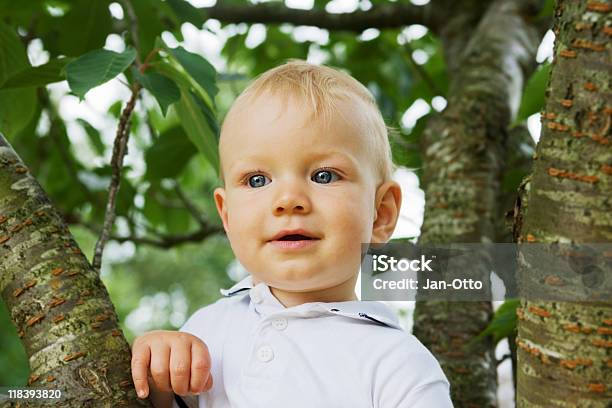 Baby In Baum Stockfoto und mehr Bilder von 12-23 Monate - 12-23 Monate, Akademisches Lernen, Ast - Pflanzenbestandteil