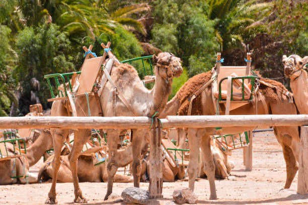 istock Camel in the Desert 1183939391
