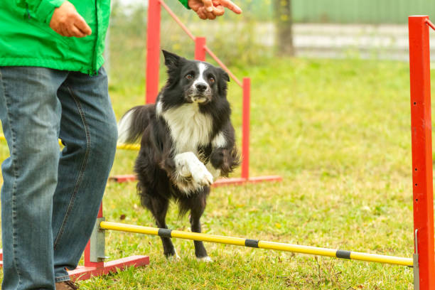 istock A young border collie dog learns skills in agility training. 1183939430