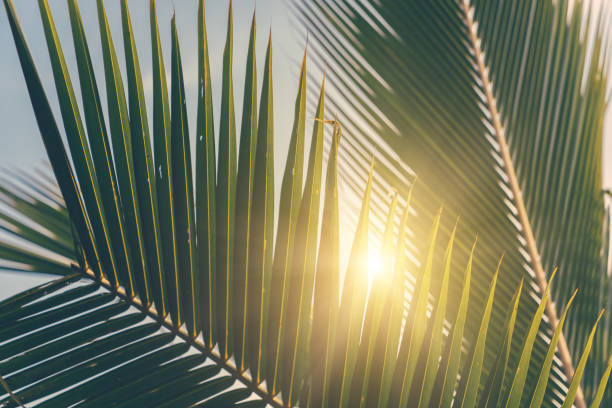 istock Palm tree leaves. Tropical trees background 1183939457