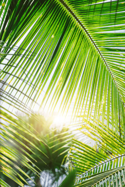 istock Palm tree leaves. Tropical trees background 1183939495