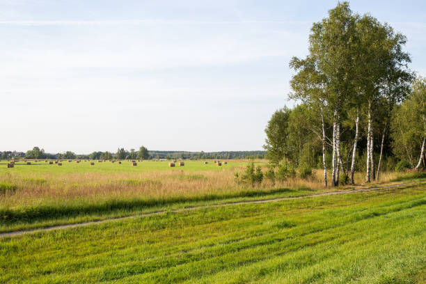 View of the forest and mown meadow. Neighborhood of the city of Ples, Ivanovo oblast, Russia. Summer landscape with hay harvesting and views of the village and forests. ivanovo oblast photos stock pictures, royalty-free photos & images