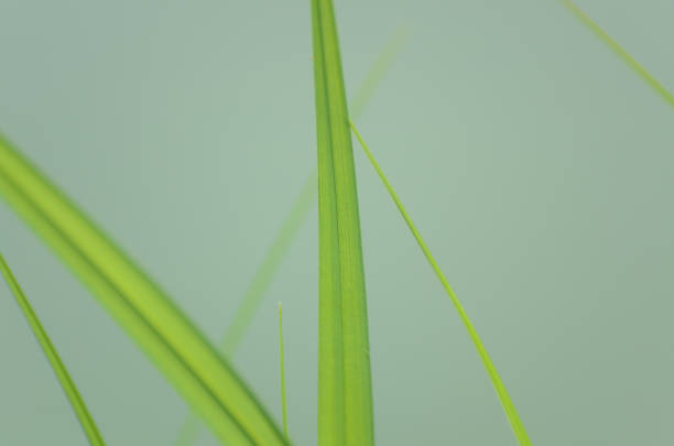 Separate sedge blades of grass on summer day close up Separate sedge blades of grass on a summer day close up carex pluriflora stock pictures, royalty-free photos & images