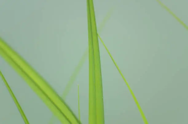 Separate sedge blades of grass on a summer day close up
