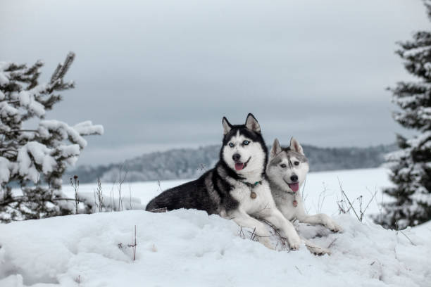 西伯利亞赫斯基在冬季雪 - 哈士奇 圖片 個照片及圖片檔