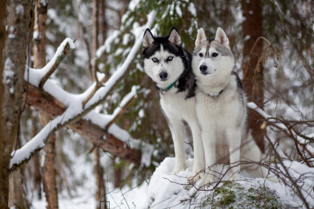 istock Siberian Husky in winter snow 1183939942