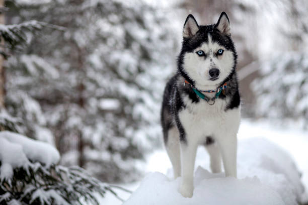 istock Siberian Husky in winter snow 1183939949