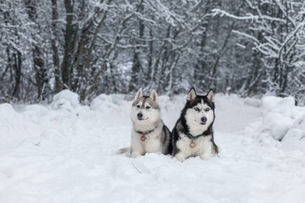 istock Siberian Husky in winter snow 1183939957