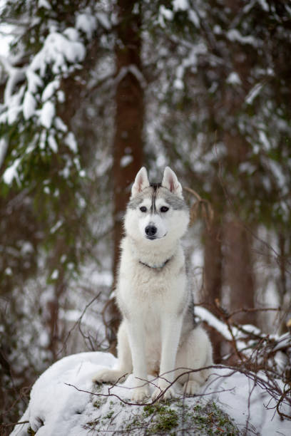 istock Siberian Husky in winter snow 1183939970