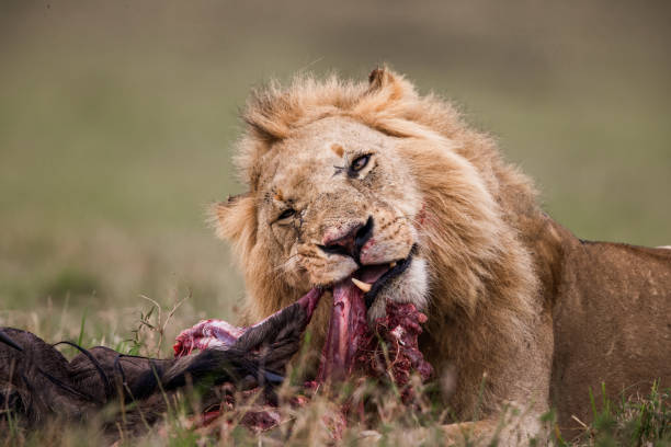 istock Lion eating wildebeest in Masai Mara. 1183939986