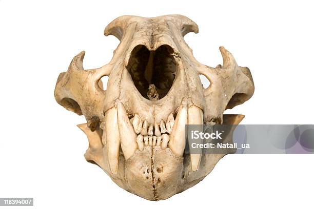Crânio De Leopardo - Fotografias de stock e mais imagens de Anatomia - Anatomia, Animais caçando, Animal