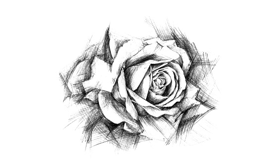 Rose flower drawing simple pencil on white paper. Drawn by hand.