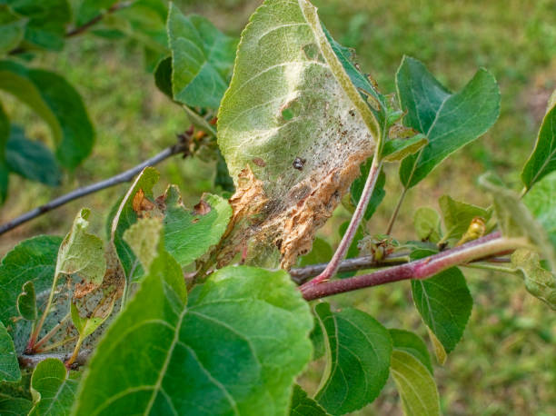 web pests on the leaves of Apple trees, Russia