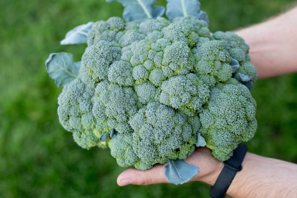 istock Fresh and big broccoli harvest. 1183941420