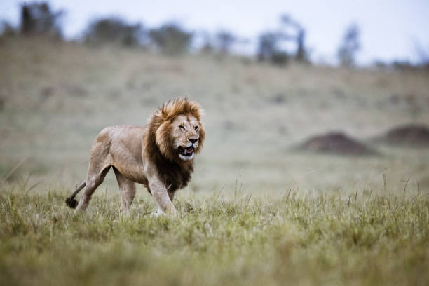 istock Male lion walking in Masai Mara. 1183941561