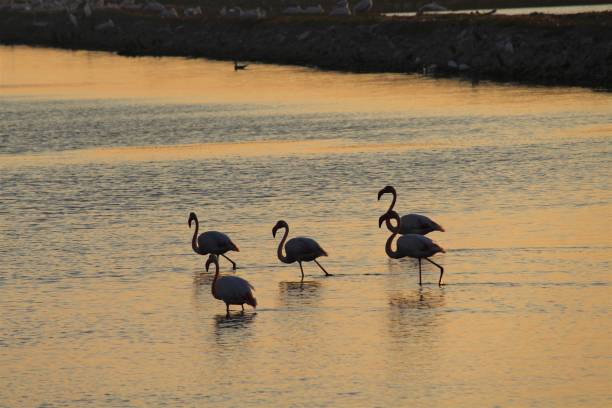 istock Sunset and flamingos 1183941683