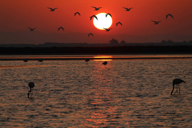 istock Sunset and flamingos 1183941694
