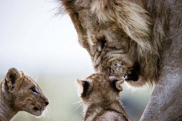 Angry lion with his two cubs in nature.