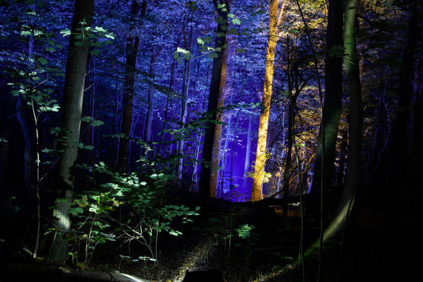 istock Fantasy Fairy Forest Magic Dark Night Mystic. 1183941869