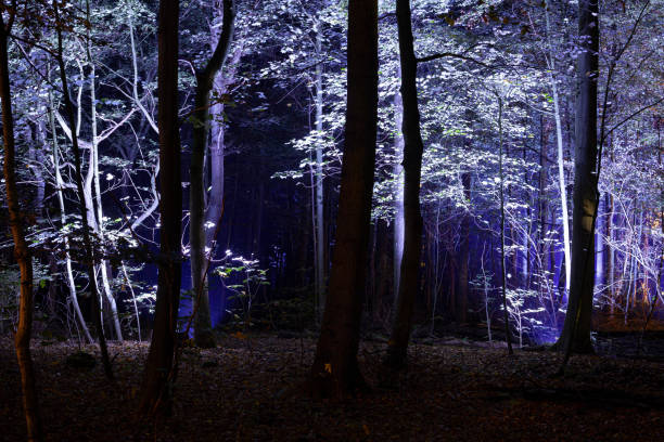 istock Fantasy Fairy Forest Magic Dark Night Mystic. 1183941875