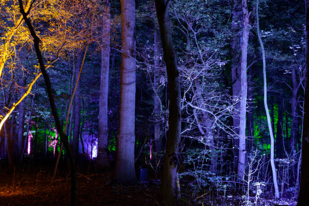 istock Fantasy Fairy Forest Magic Dark Night Mystic. 1183941883