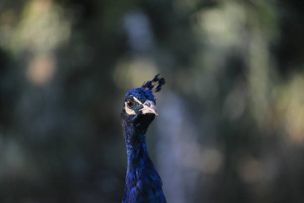 istock A head of a peacock 1183942024