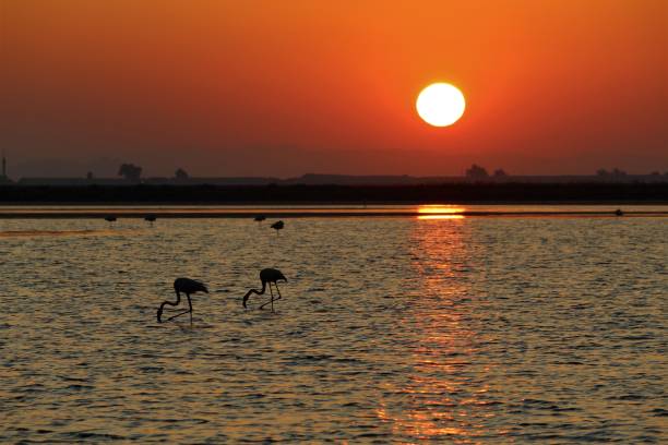 istock Sunset and flamingos 1183942314