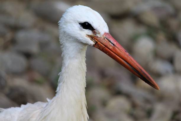 istock Storks in the wild life 1183942322