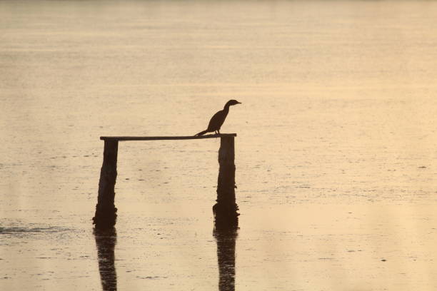 Birds wildlife