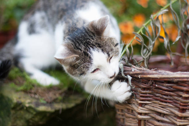istock Cute playful black and white tabby kitty playing with a basket 1183943165