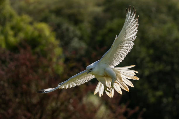 Gyrfalcon (Falco rusticolus) falcon Gyrfalcon (Falco rusticolus) a white falcon bird of prey saker stock pictures, royalty-free photos & images