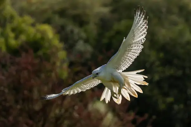 Gyrfalcon (Falco rusticolus) a white falcon bird of prey