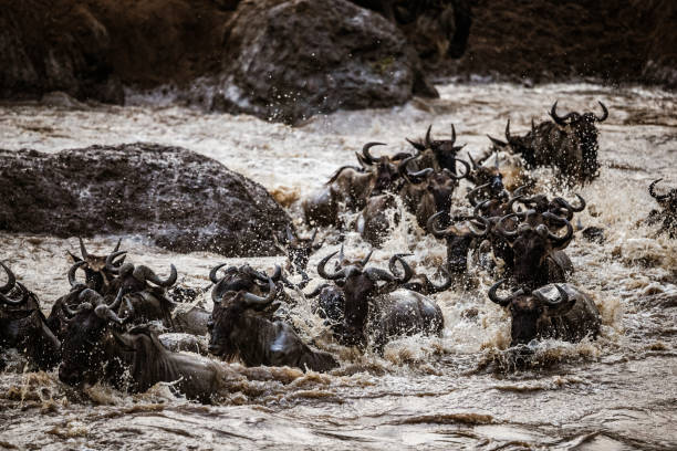 istock Herd of wildebeest migrating across Mara river. 1183943943