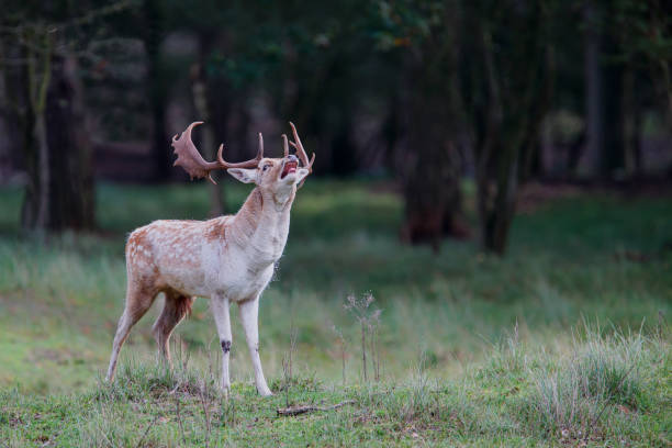 istock Fallow deer stag in rutting season in the Netherlands 1183945221