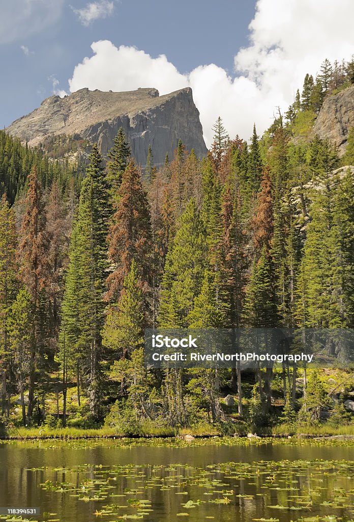 Park Narodowy Rocky Mountain - Zbiór zdjęć royalty-free (Bez ludzi)