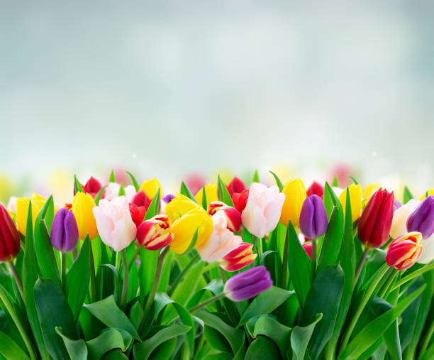 istock fresh tulips flowers 1183946733