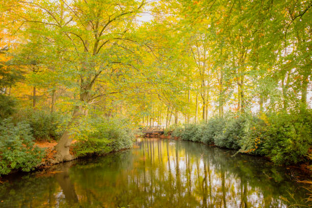 Autumn beech tree forest landscape with a creek running through the forest during a beautiful fall day in Gelderland, The Netherlands.