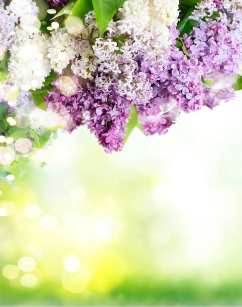 istock Fresh lilac flowers 1183947738
