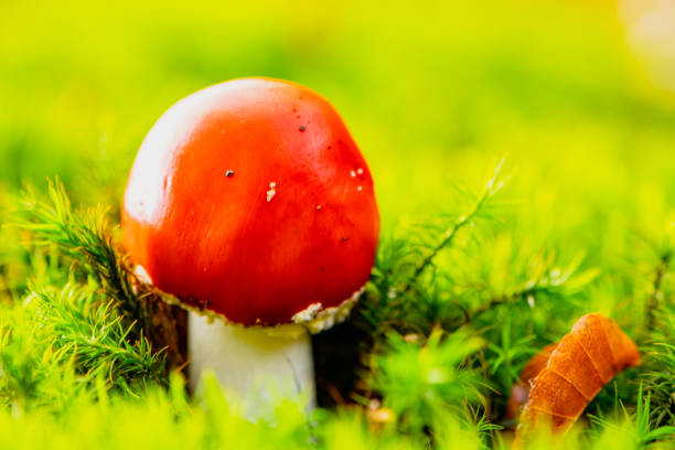 volar agaric o volar amanita en el suelo del bosque cubierto de musgo durante un hermoso día de otoño - depressant fotografías e imágenes de stock