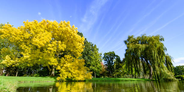 Golden or yellow leaves on a Golden Ash tree in the fall Golden or yellow leaves on a Golden Ash tree in the fall. The Fraxinus excelsior jaspidea is standing tall in the public citypark of Kampen, The Netherlands. fraxinus excelsior jaspidea stock pictures, royalty-free photos & images