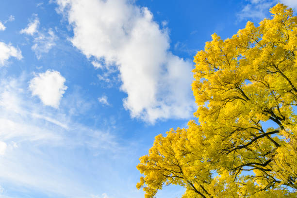 Golden or yellow leaves on a Golden Ash tree in the fall with clouds and blue sky in the background Golden or yellow leaves on a Golden Ash tree in the fall. The Fraxinus excelsior jaspidea is standing tall in the public citypark of Kampen, The Netherlands. fraxinus excelsior jaspidea stock pictures, royalty-free photos & images