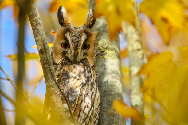 istock Long-eared owl (Asio otus) sitting high up in a tree with yellow colored leafs during a fall day. 1183948608