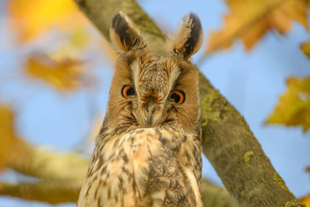 istock Long-eared owl (Asio otus) sitting high up in a tree with yellow colored leafs during a fall day. 1183948692