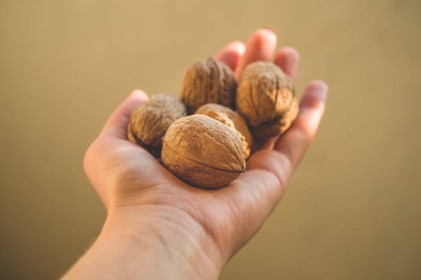 istock Walnuts in a female hand 1183948711