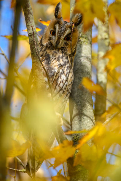 istock Long-eared owl (Asio otus) sitting high up in a tree with yellow colored leafs during a fall day. 1183948762