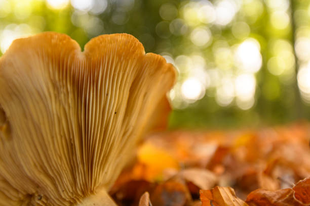 mushrooms growing high on a tree. against the background of yellow leaves. forest landscape. mushrooms on a tree. screensaver. space for text. highlights and bokeh.