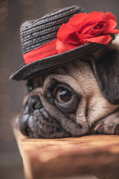 istock adorable pug dog wearing hat lying down in side view 1183950013