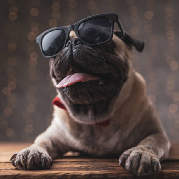 Relaxed Pug Dog Wearing Sunglasses Lying Down And Panting Stock Photo -  Download Image Now - iStock