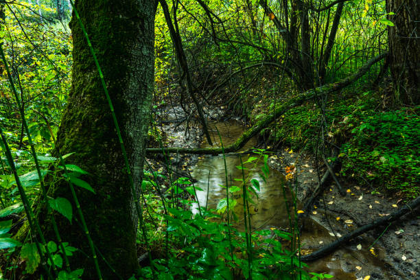 Small river in the dark emerald forest